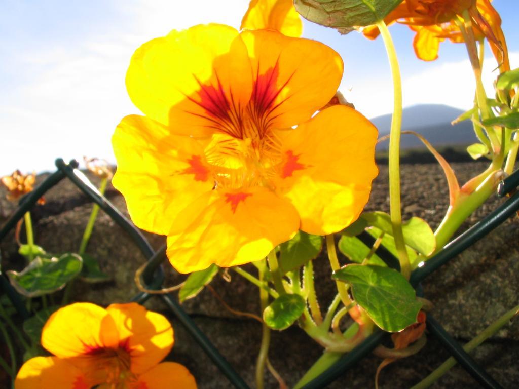 Fort Farmhouse B&B Castlegregory Esterno foto