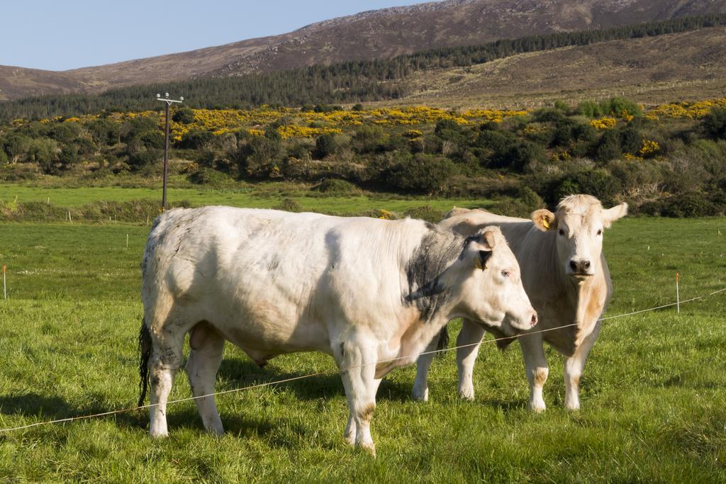 Fort Farmhouse B&B Castlegregory Esterno foto
